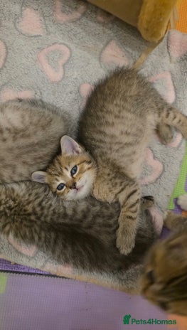 British Shorthair cats - Advert 2