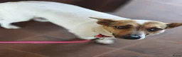 Mixed Breed dogs for adoption: ❤️🐶 SANYA – LOVING, CLEVER, JOYFUL SMALL GIRL in Redditch - Advert 7