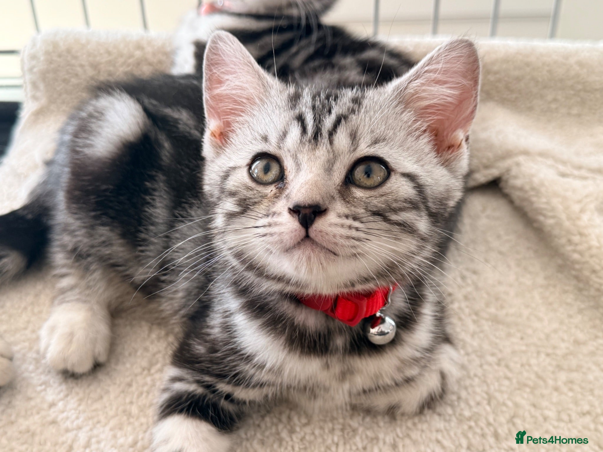 British Shorthair cats GCCF Champions Pedigree BSH Silver Tabby Kittens  - Advert 1