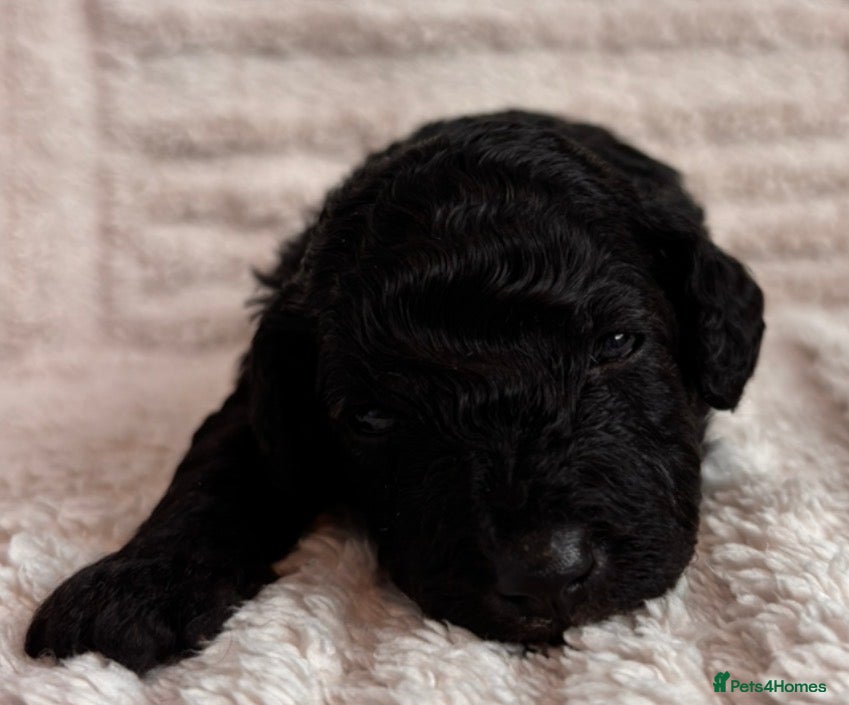 Cockapoo dogs F1B cockapoos  - Advert 1