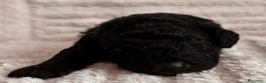 Cockapoo 1