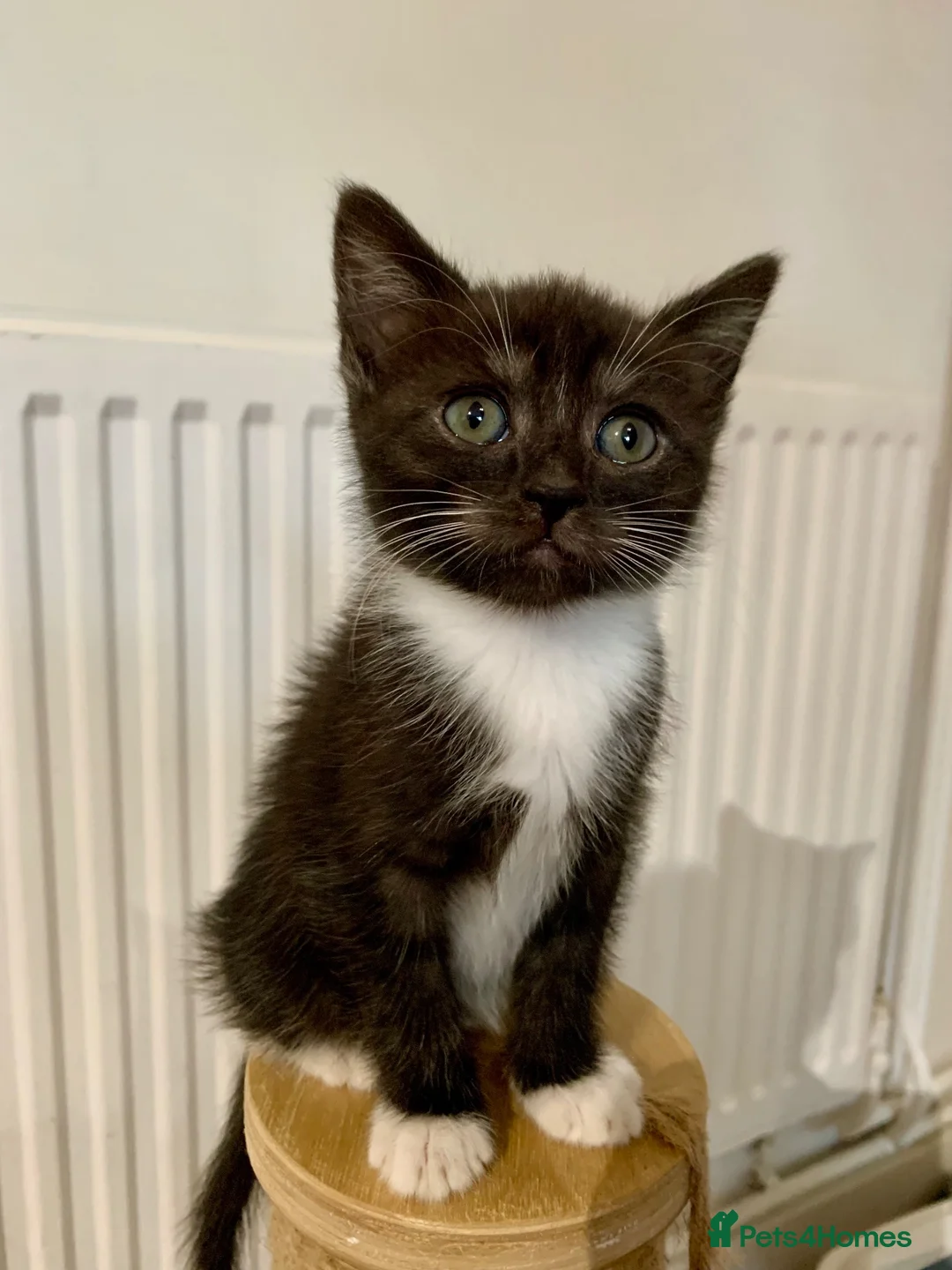 Mixed Breed cats for sale: Kittens from a Ragdoll-cross mother - Advert 21