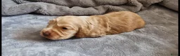 Cocker Spaniel dogs for sale: Show Type Cocker Spaniels - Advert 6