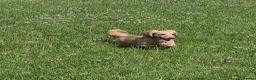 Miniature Dachshund dogs for sale: KC Miniature Dachshund - Advert 2