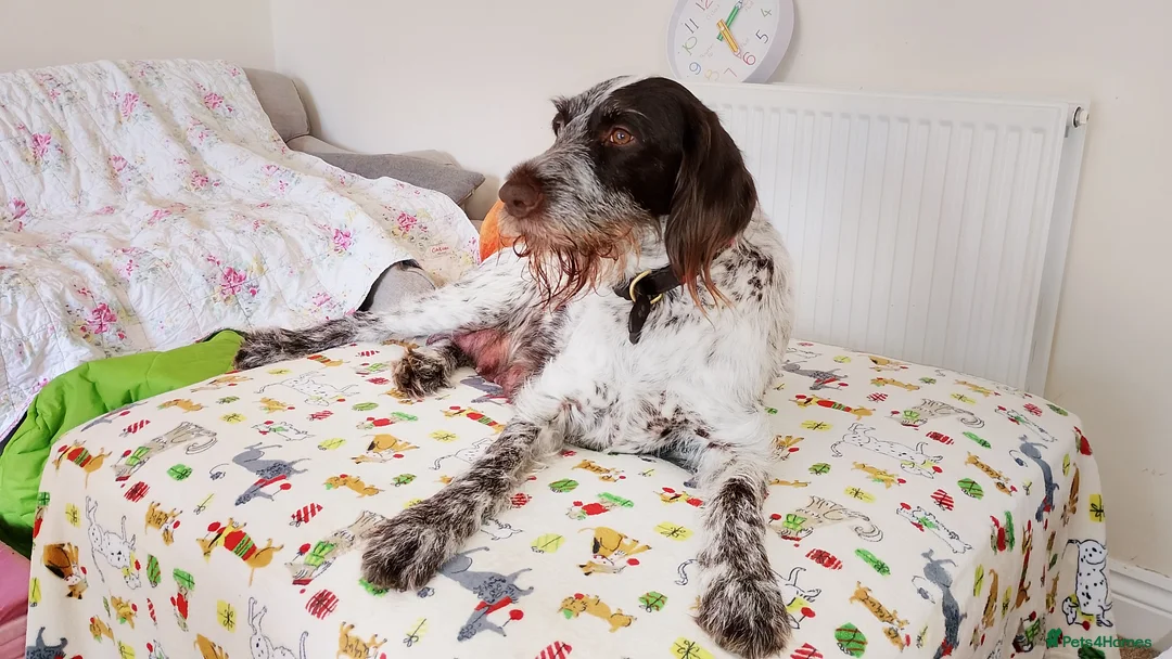 Mixed Breed dogs for sale: GSP x GWP puppies in Shefford - Advert 1