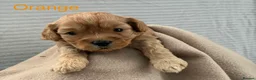 Cavapoo dogs for sale: Beautiful F2 Cavapoo Puppies For Sale 🐶 - Advert 7