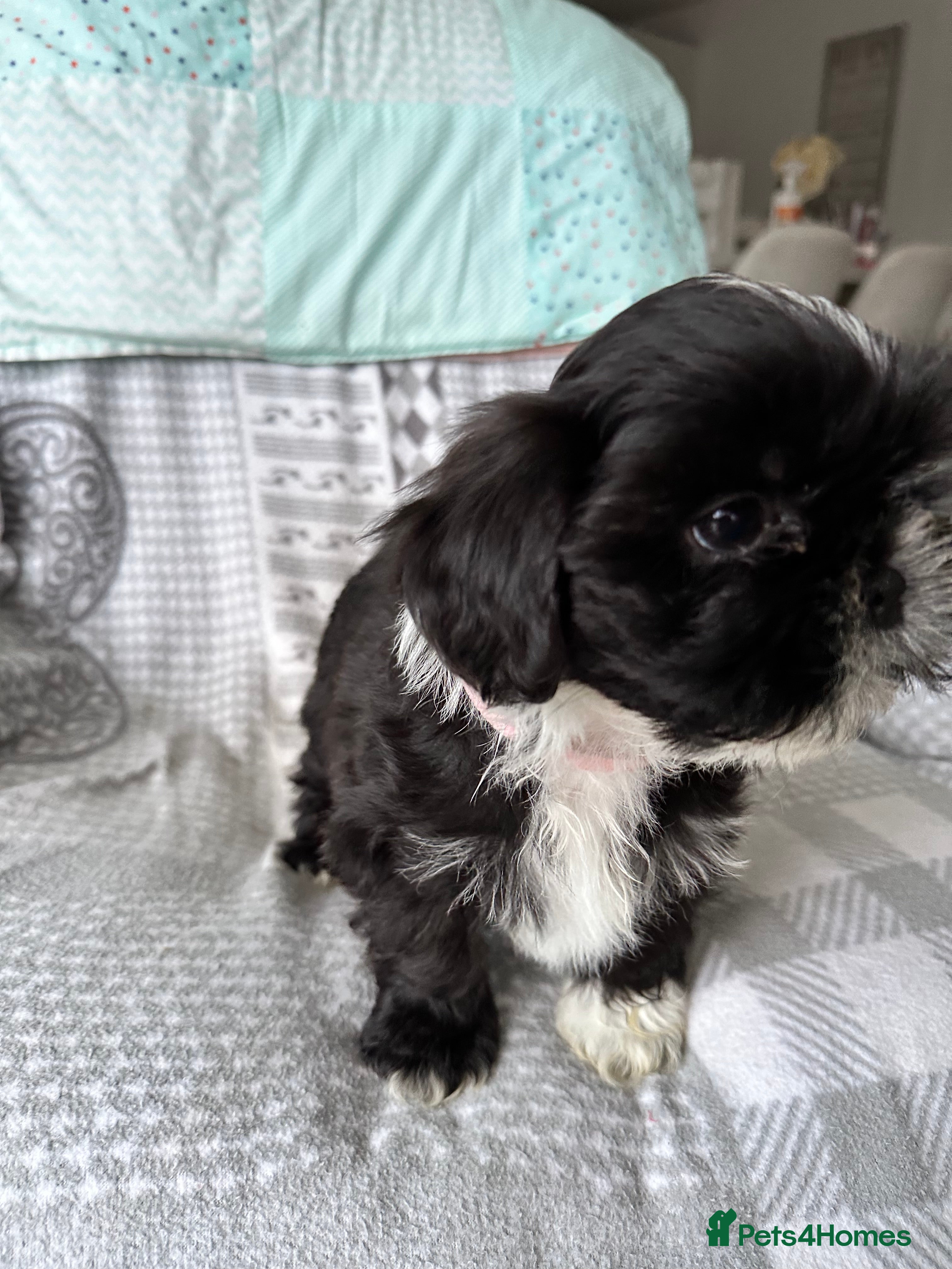 Shih Tzu dogs Stunning Shih Tzu  - Advert 2