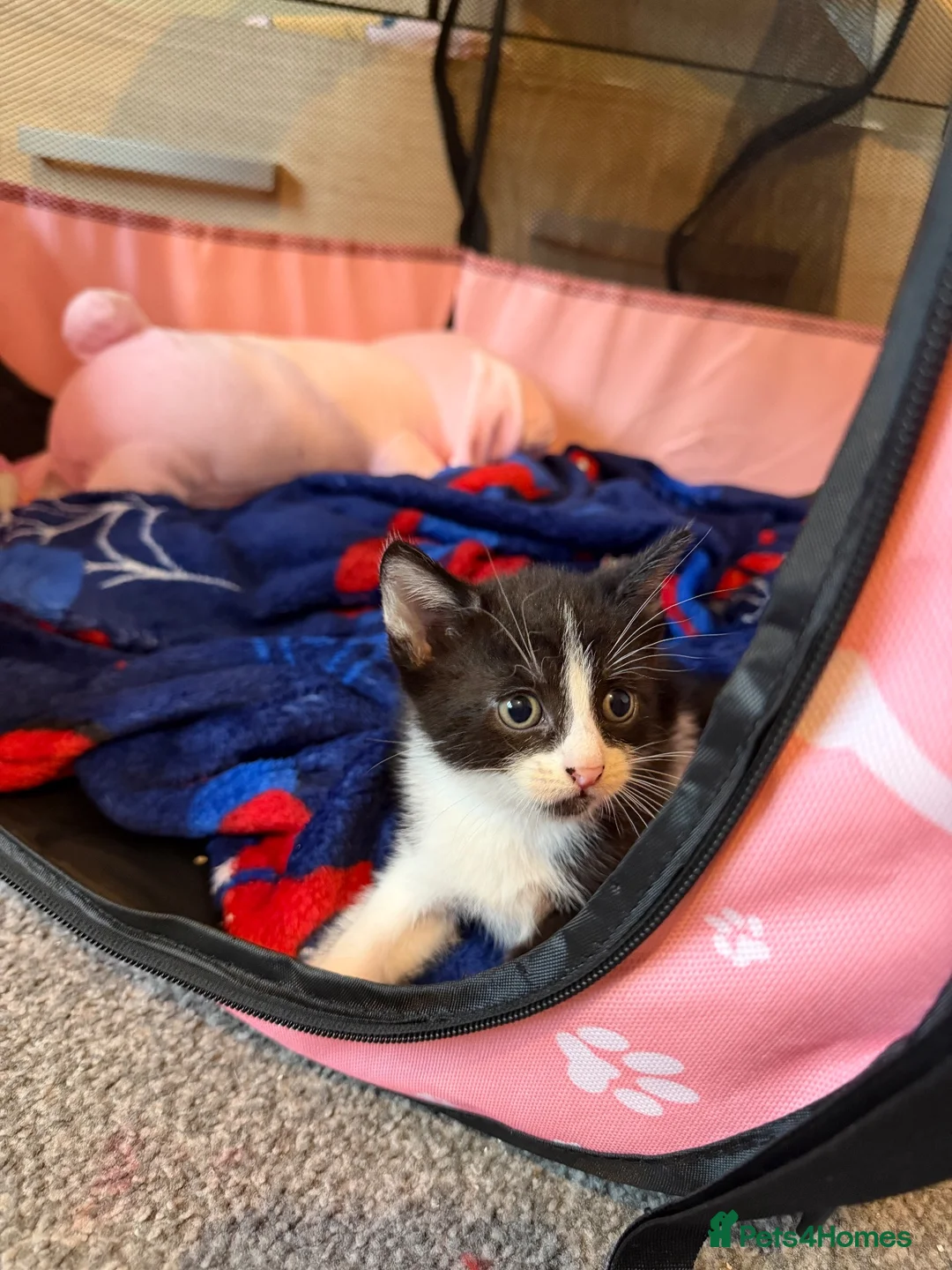 Domestic Shorthair cats for sale: 3 beautiful kittens in Winsford - Advert 2