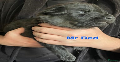 German Shepherd dogs Straight-topline German Shepherd puppies - Advert 7