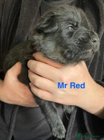 German Shepherd dogs Straight-topline German Shepherd puppies - Advert 7