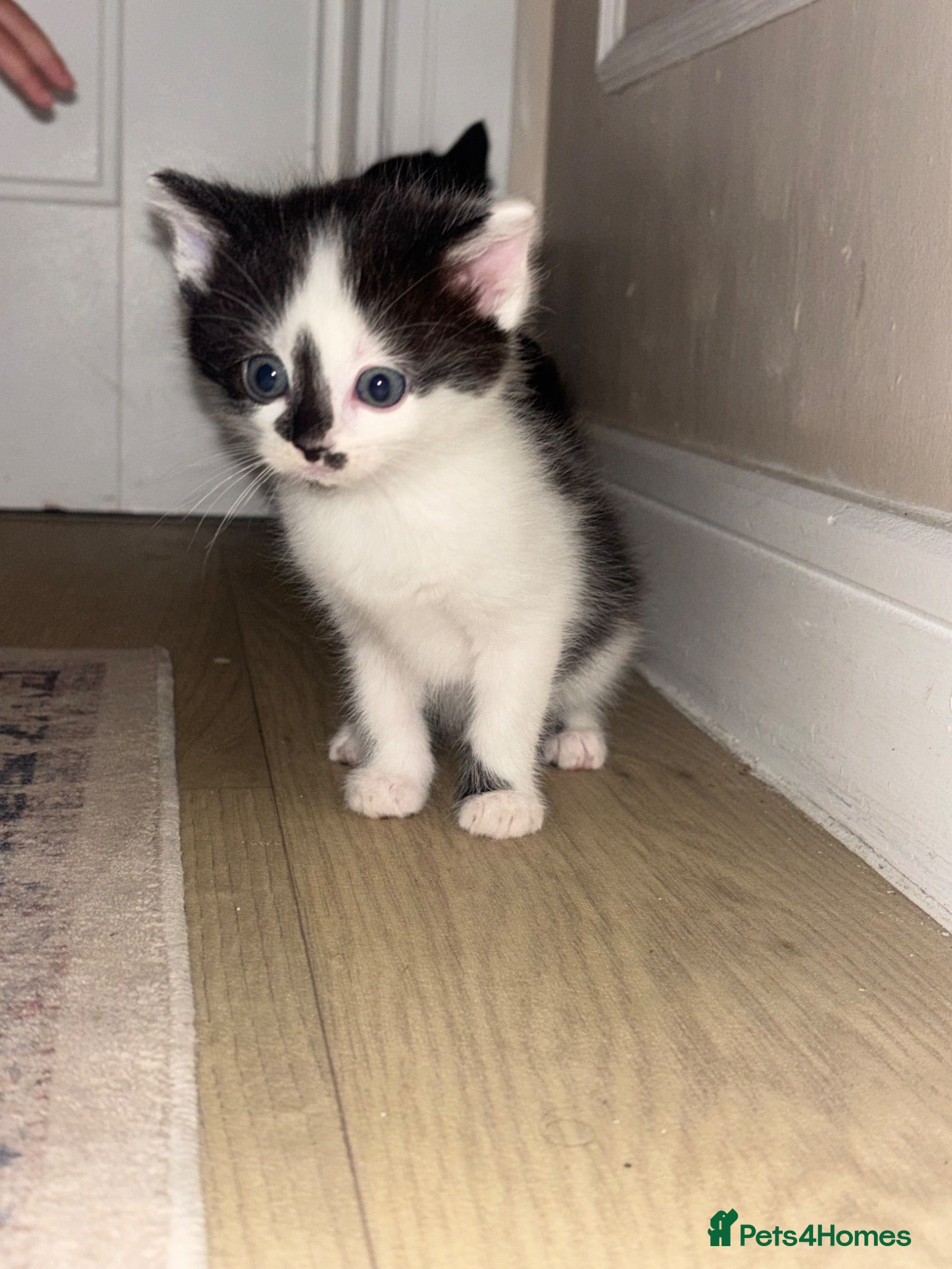 Mixed Breed cats Kittens for sale  - Advert 4