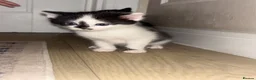 Mixed Breed cats for sale: Kittens for sale  - Advert 1