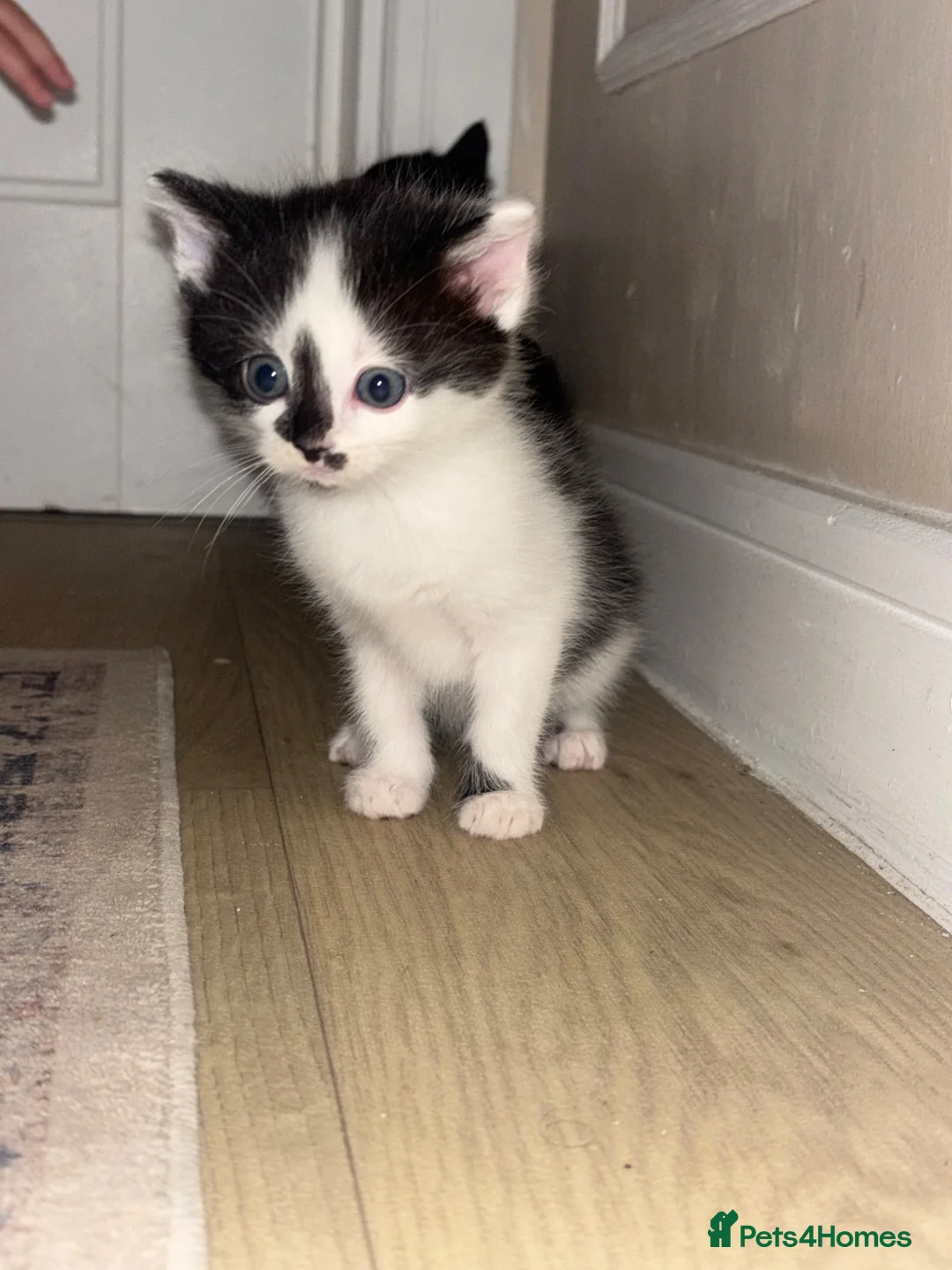 Mixed Breed cats for sale: Kittens for sale  - Advert 1