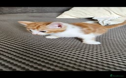 Mixed Breed cats for sale: Beautiful long haired mixed breed kittens  - Image 2