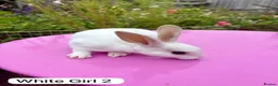 Rex rabbits for sale: Mini Rex Rabbits Mixed Colours Very Friendly  - Advert 8