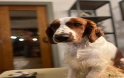Welsh Springer Spaniel dogs for stud: Welsh Springer Spaniel for STUD! in Welshpool - Image 2