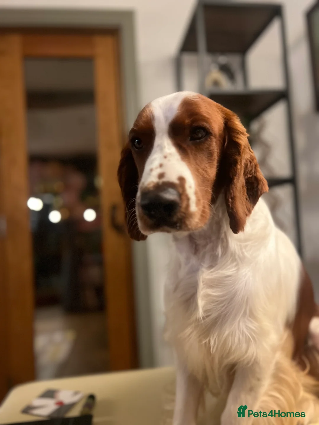 Welsh Springer Spaniel dogs for stud: Welsh Springer Spaniel for STUD! in Welshpool - Advert 2