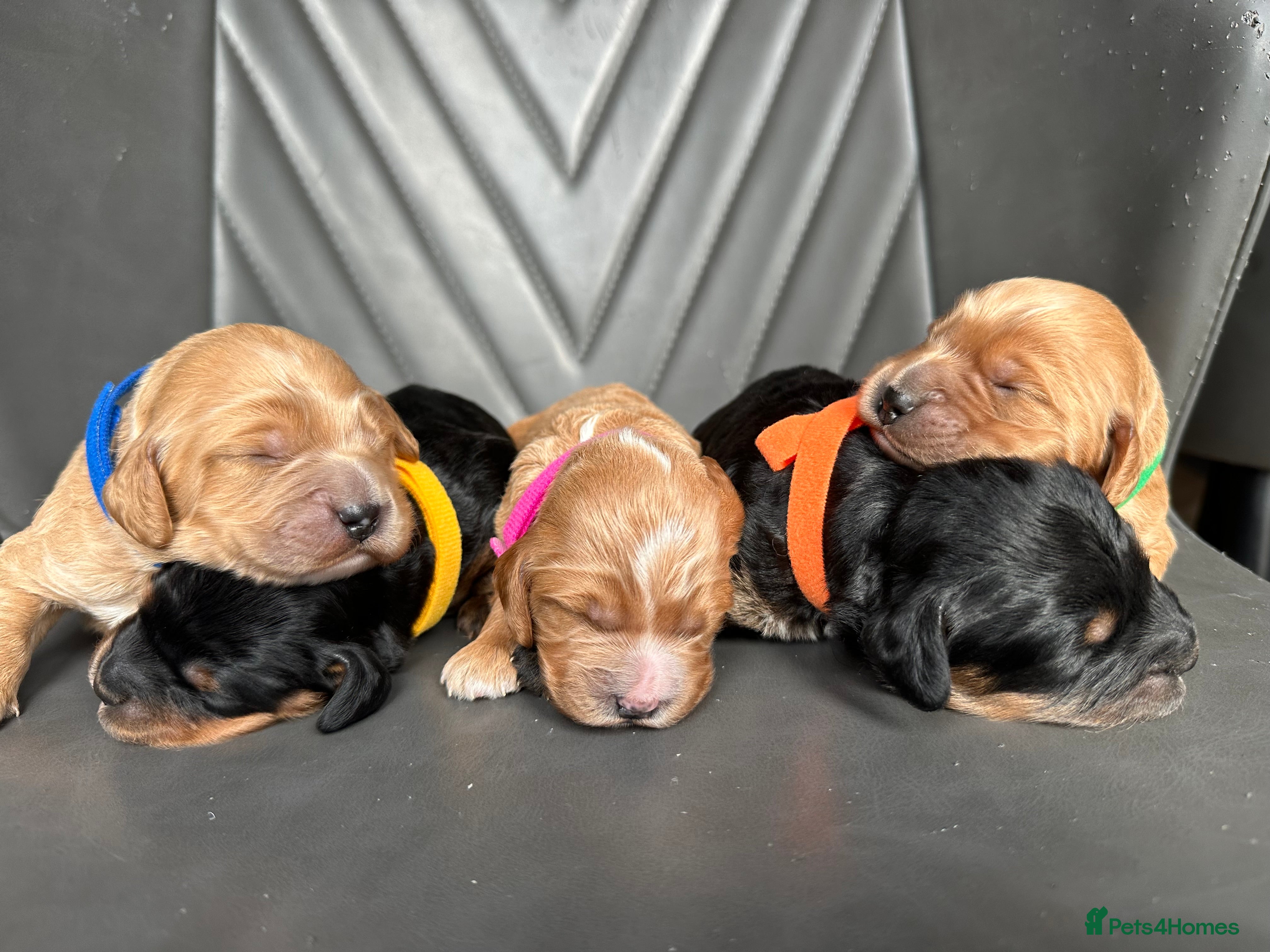 Cockapoo dogs 🌟ALL CURRENTLY RESERVED🌟  - Advert 17