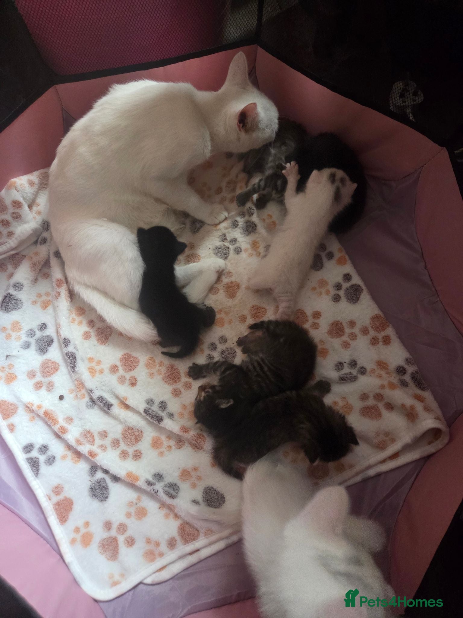 Mixed Breed cats Snow bengal cross turkish angora kittens  - Advert 1