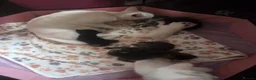 Mixed Breed cats for sale: Snow bengal cross turkish angora kittens  - Advert 1