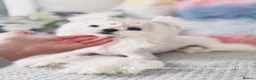 Maltese dogs for sale: 🦋Show Quality Maltese Boy Health Tested Parents🦋 - Advert 3