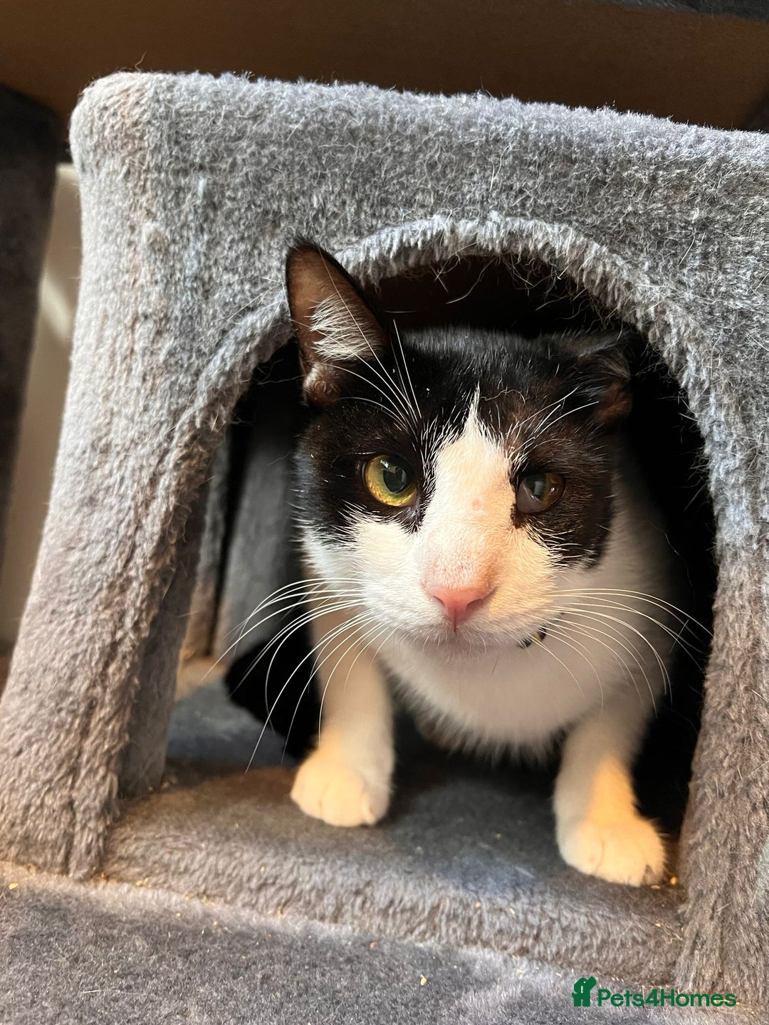 Arabian Mau cats for adoption: Beautiful Oreo - Image 2