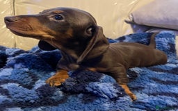 Dachshund dogs for sale: Stunning dachshund puppy  - Image 2