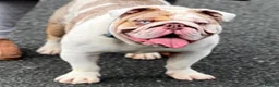 English Bulldog dogs for stud: English bulldog Stud  - Advert 2