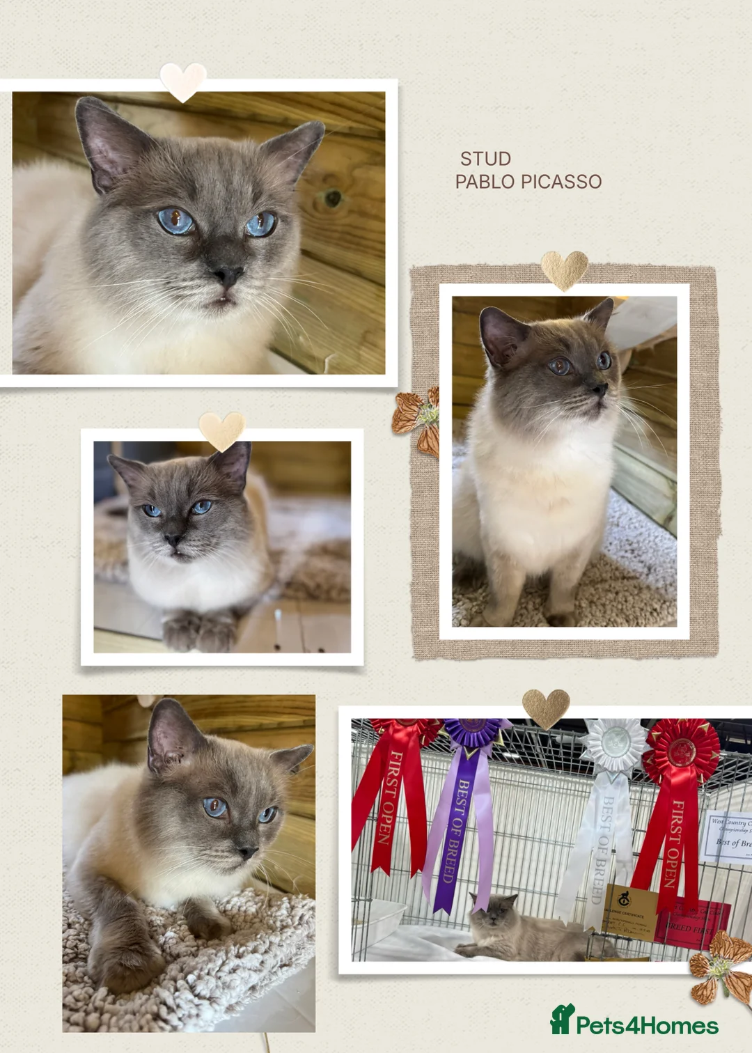 Ragdoll cats for sale:  READY NOW! ragdoll grand champion kittens 🏆 - Advert 4
