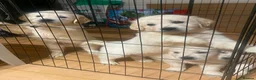 Golden Retriever dogs for sale: STUNNING SHOW LINE GOLDEN RETRIEVER PUPPIES - Advert 8