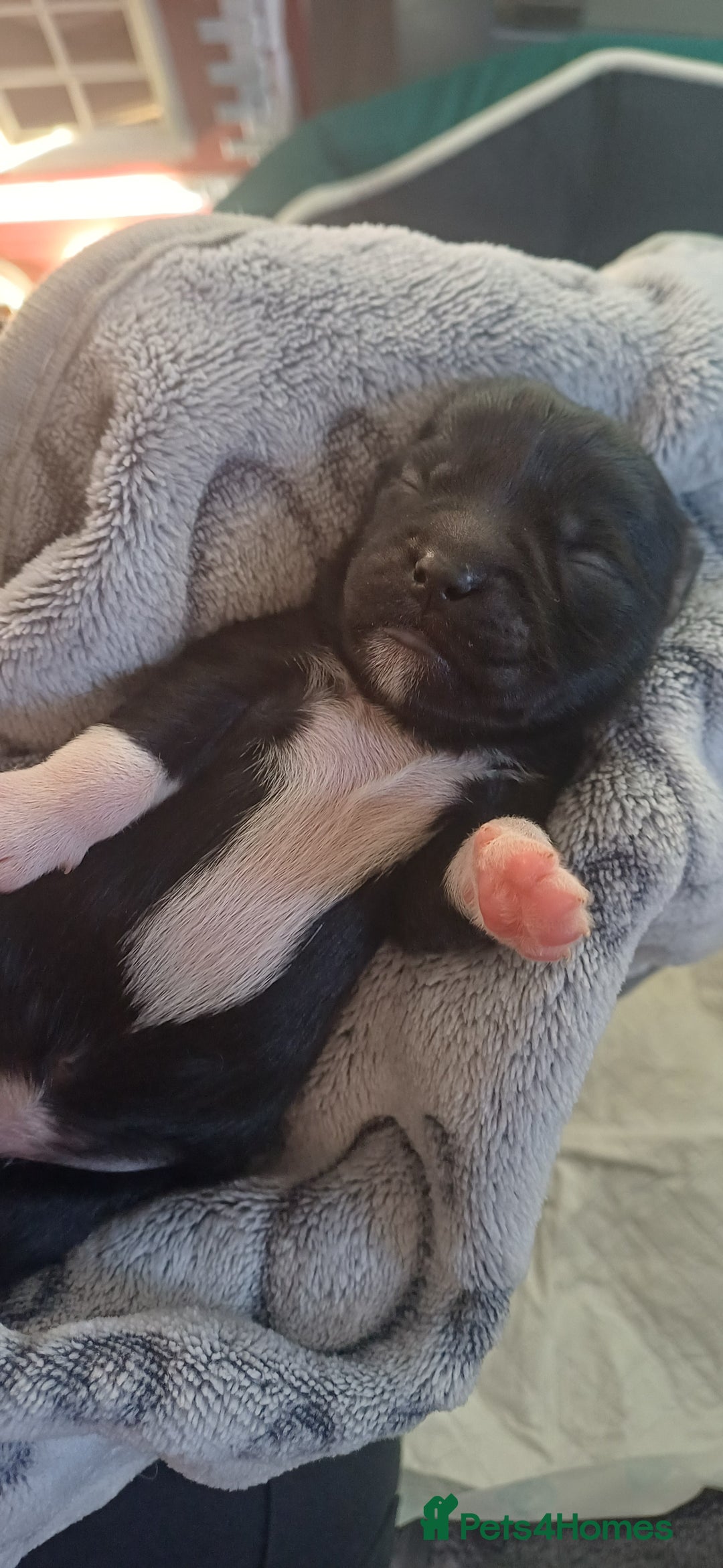 Shih Tzu dogs for sale: Beautiful colours Shihtzu puppies - Image 13