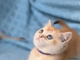 British Shorthair cats British Shorthair blue/odd eyed kittens - Advert 3