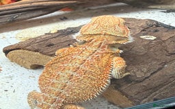 Bearded Dragon reptiles for sale: 🔥🔥🔥 BABY BEARDED DRAGONS 🔥🔥🔥 4 LEFT 🔥🔥 - Image 14
