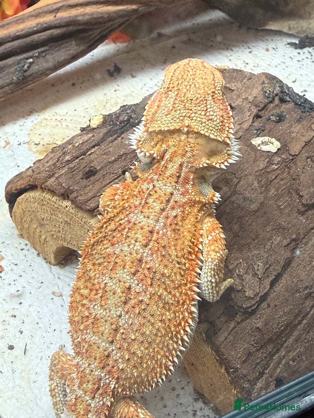 Bearded Dragon reptiles for sale: 🔥🔥🔥 BABY BEARDED DRAGONS 🔥🔥🔥 4 LEFT 🔥🔥 - Image 14