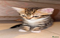 Domestic Shorthair cats for sale: Female domestic shorthair  - Image 3