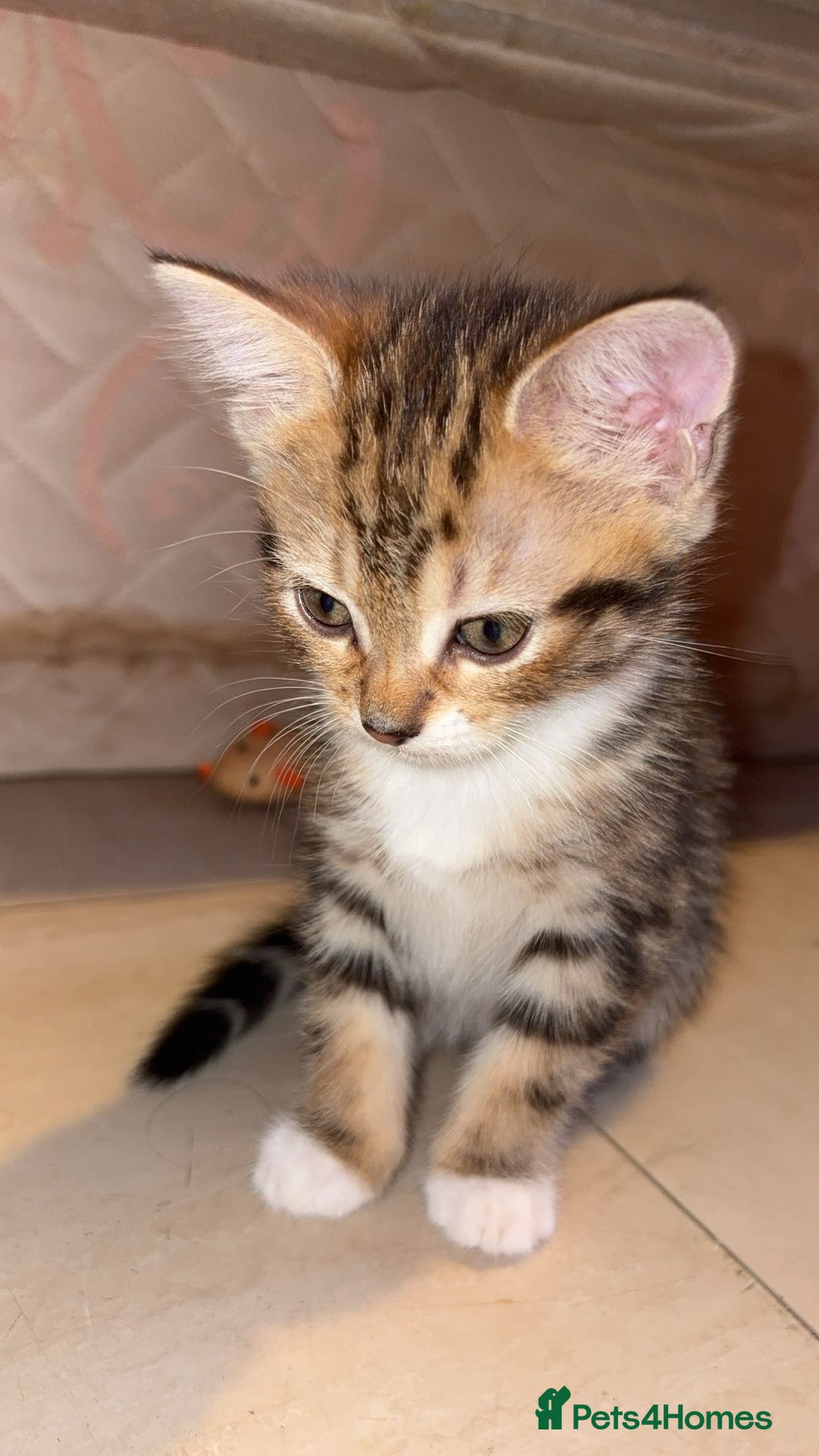 Domestic Shorthair cats for sale: Female domestic shorthair  - Image 3