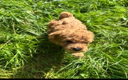 Toy Poodle dogs for sale:  High Quality KC Registered Red Toy Poodle Puppies - Image 15