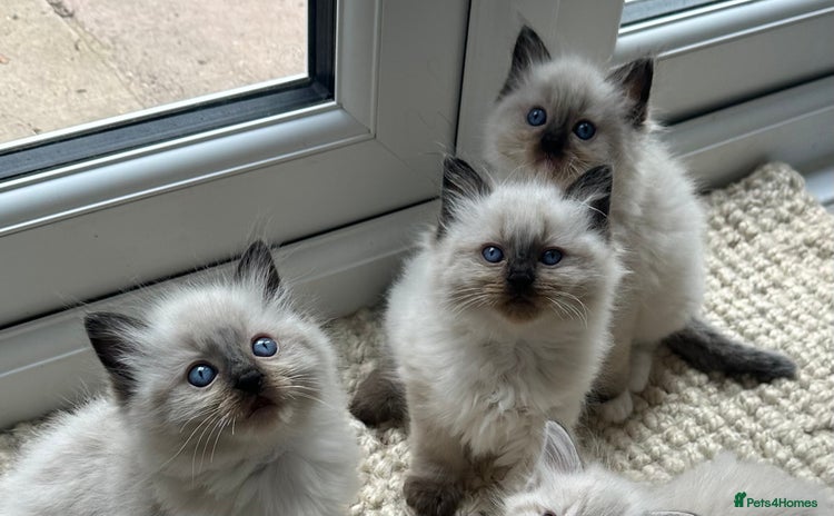 Ragdoll cats - Advert 8