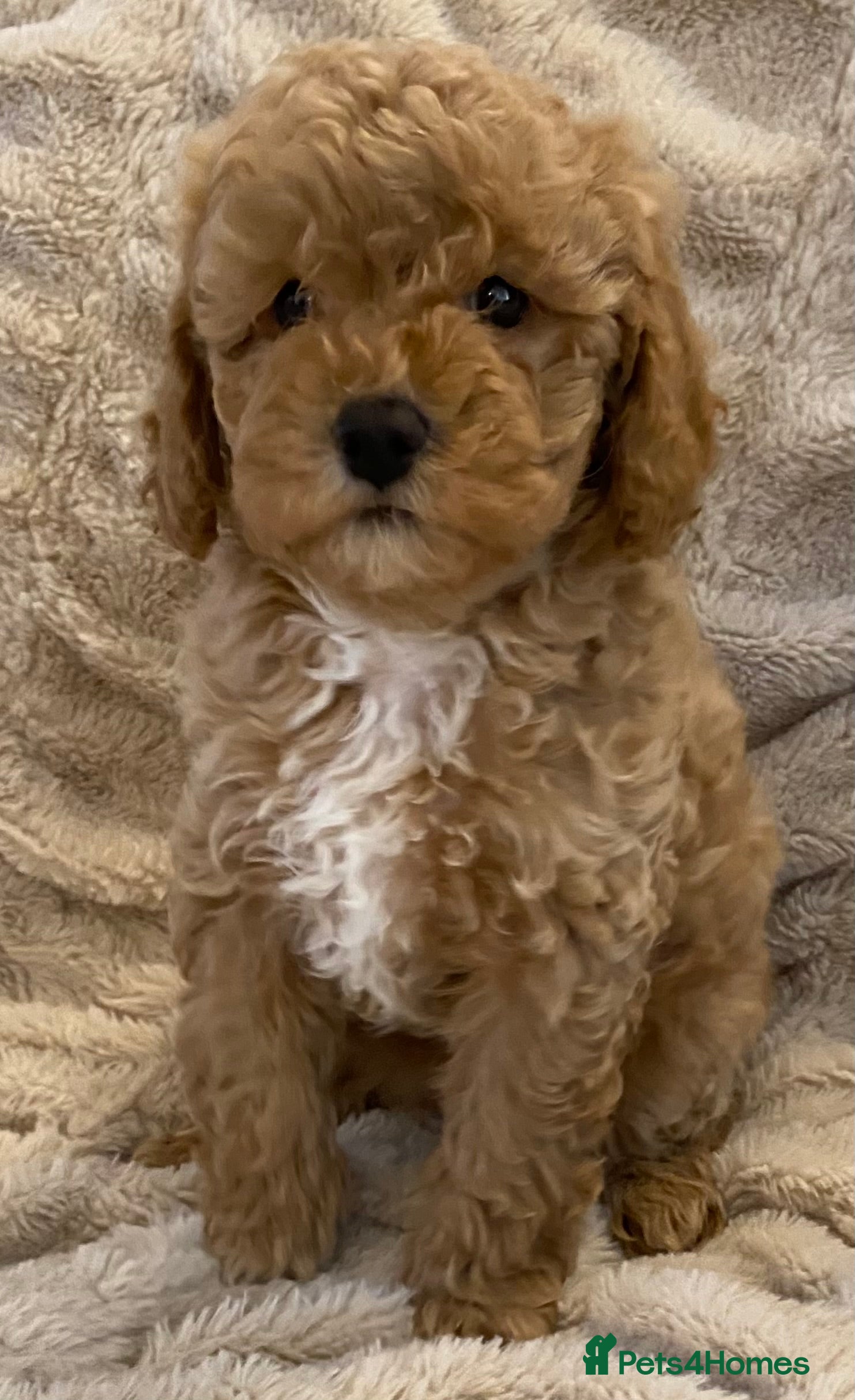 Cavapoo dogs Adorable Teddybear Cavapoo Puppies health checked  - Advert 15