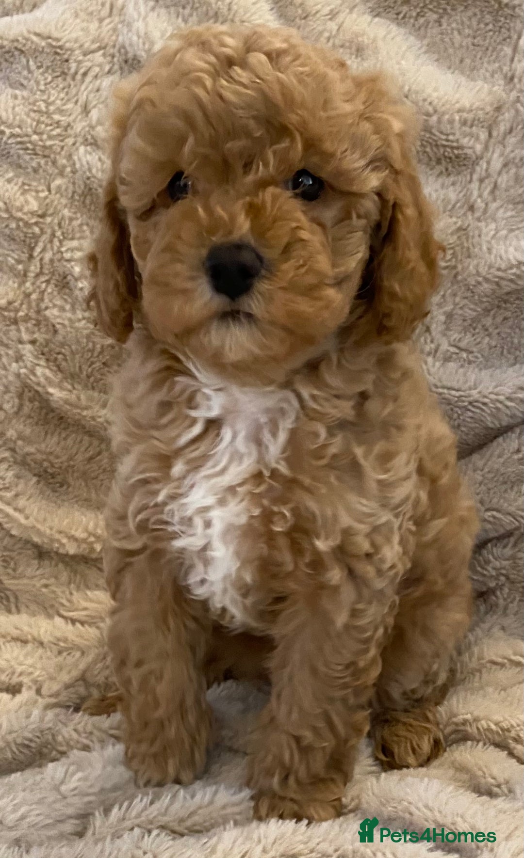 Cavapoo dogs for sale: Gorgeous Teddybear Cavapoo Puppies health checked  - Advert 12