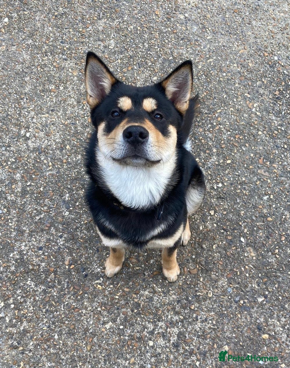 Korean Jindo dogs Korean Jindo Stud - Advert 4