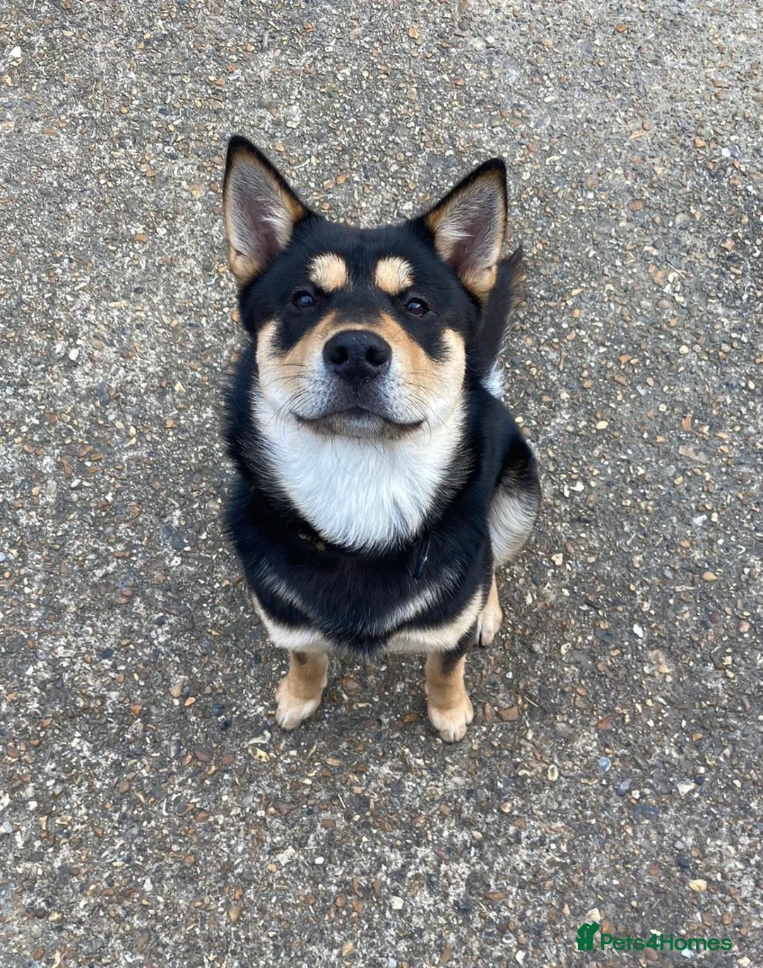 Korean Jindo dogs for stud: Korean Jindo Stud - Advert 1