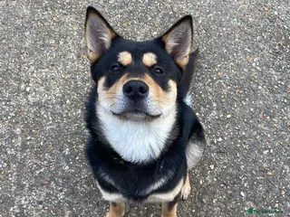 Korean Jindo dogs Korean Jindo Stud - Advert 10