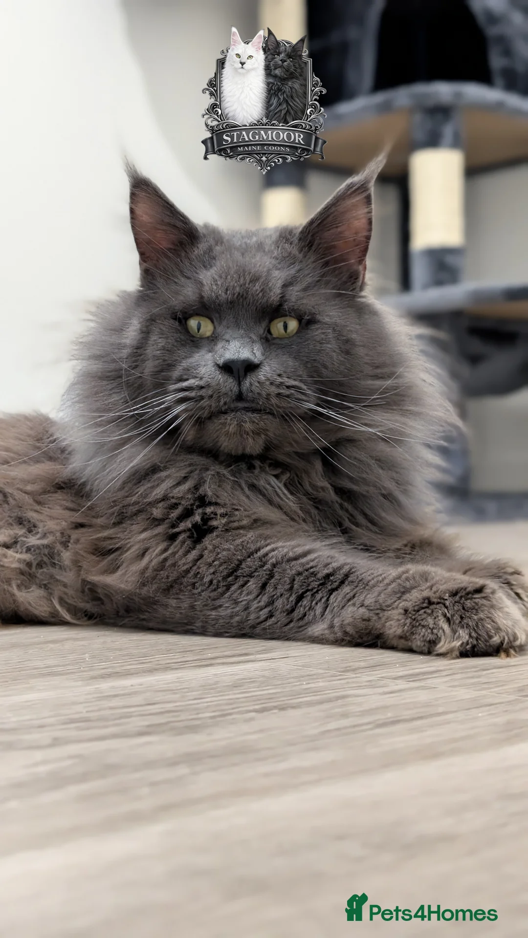 Maine Coon cats for stud: Large Blue Smoke Maine Coon Stud GCCF/TICA  - Advert 4