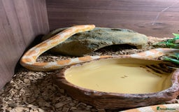 Corn Snake reptiles for sale: Jedwood the corn snake - Image 2