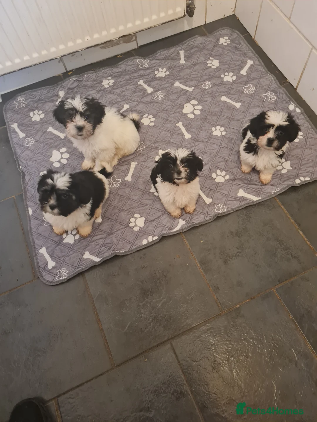 Mixed Breed dogs for sale: Shizu x tebtebn terrier  - Advert 1