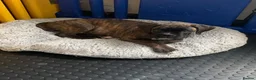 Boxer dogs for sale: Pedigree female bobtail - Advert 6