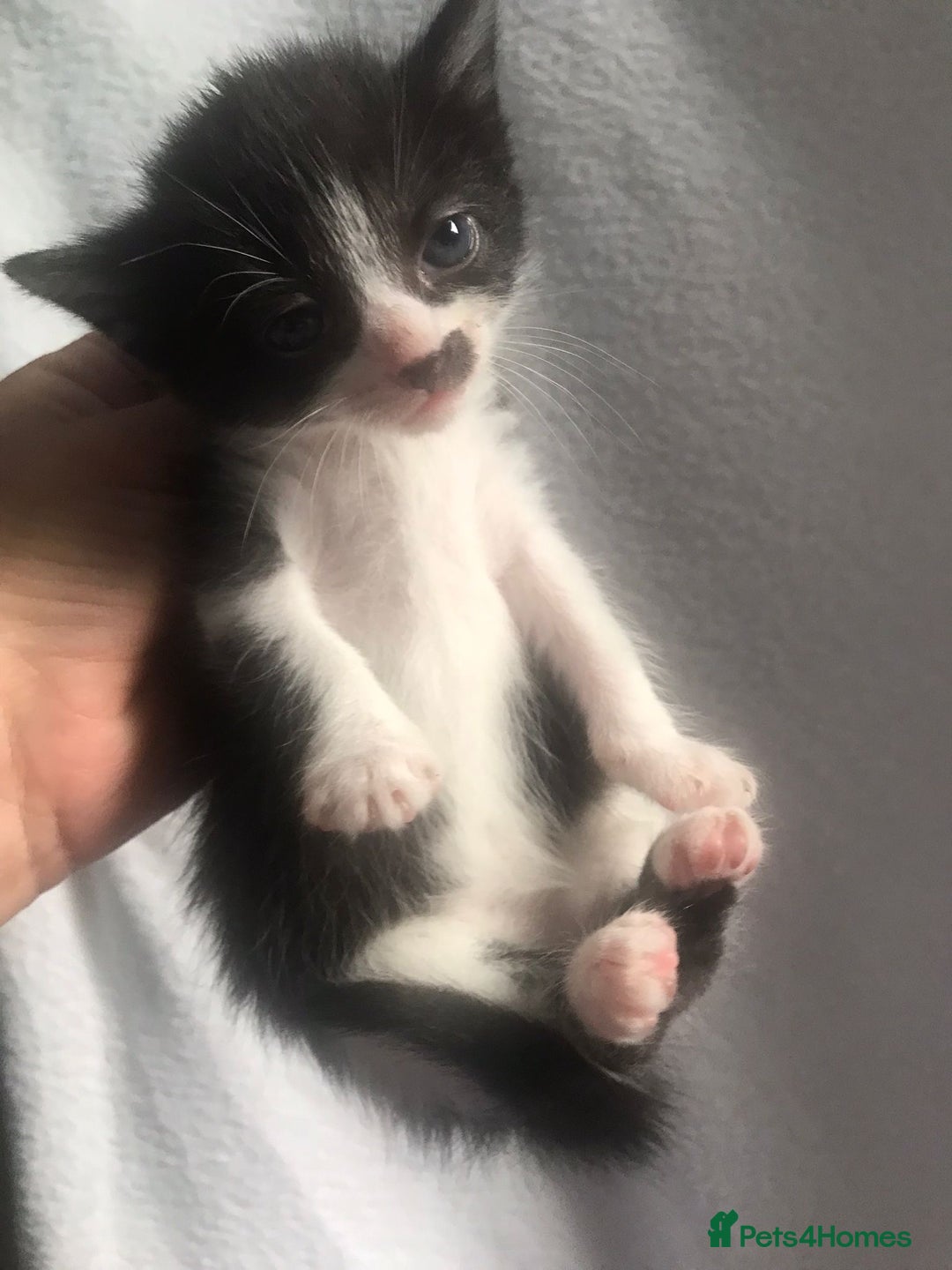 Domestic Shorthair cats for sale: Kittens for sale - Image 4