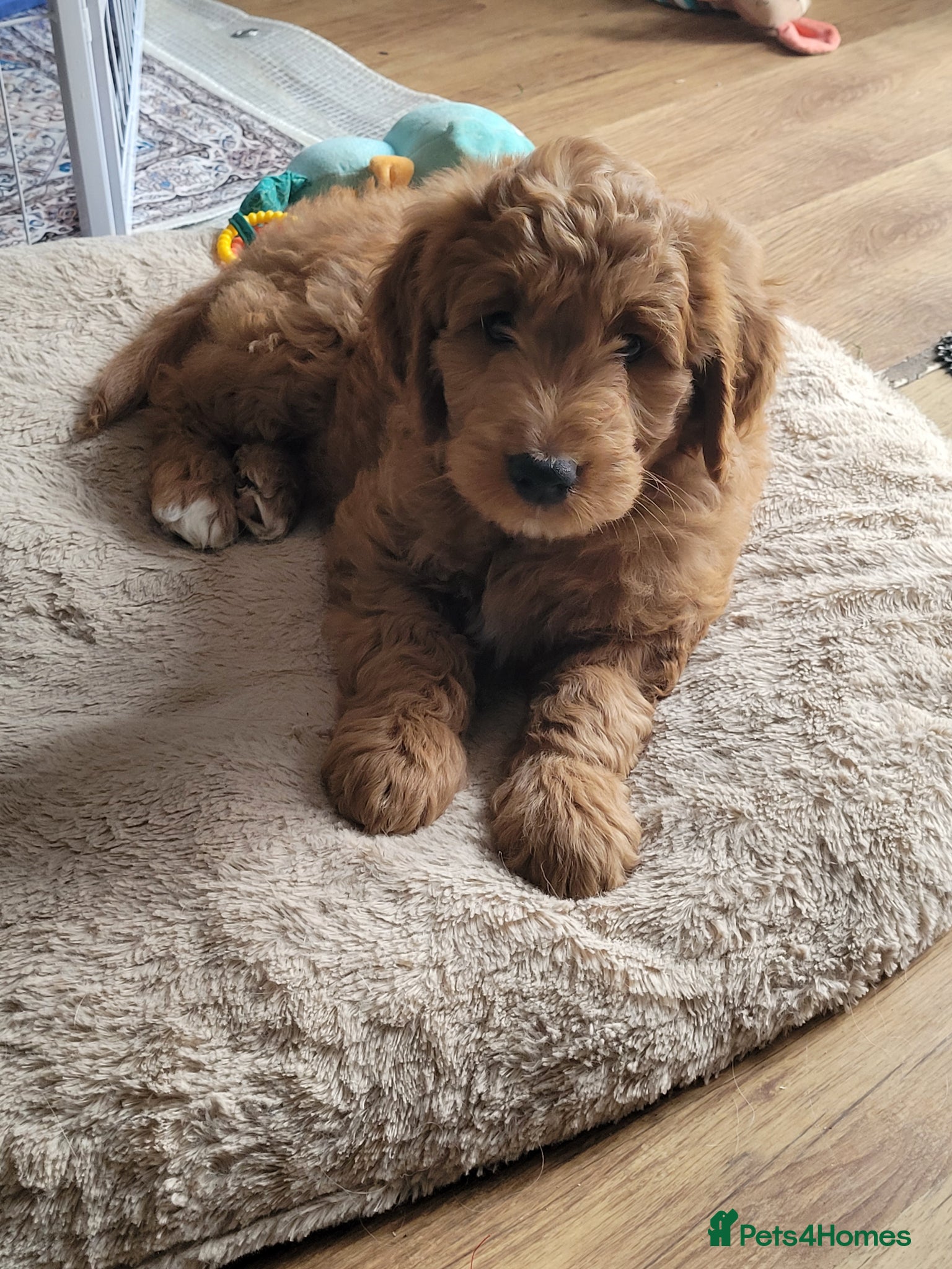 Mini Goldendoodle dogs Pretty Goldendoodle female f1  - Advert 1