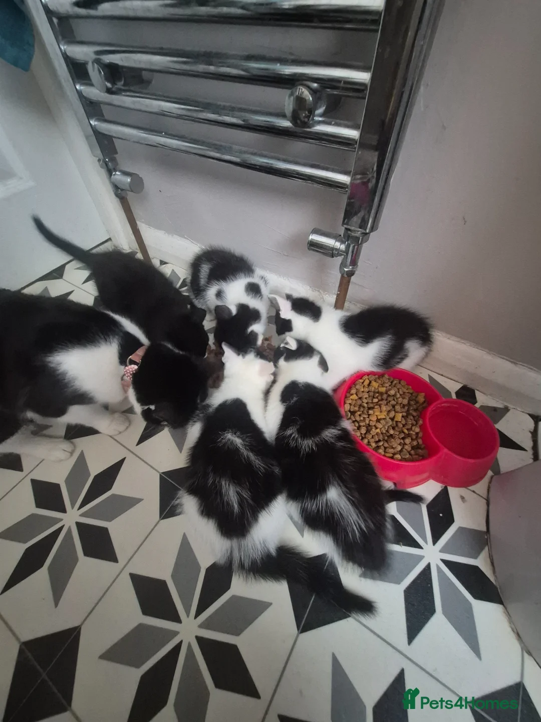 Mixed Breed cats for sale: Sweet kittens are looking for a new home - Advert 2
